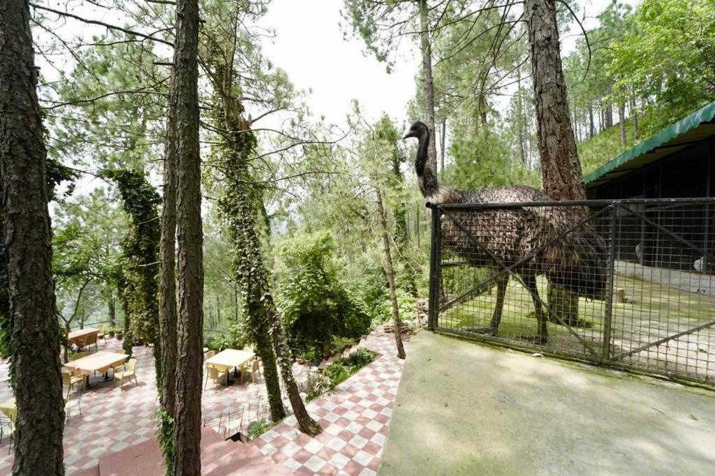 Nature View Resort !! A Four Star Lavish & Luxury Resort Chail Exteriér fotografie
